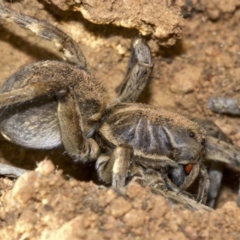 Tasmanicosa sp. (genus) at Ainslie, ACT - 24 Aug 2018