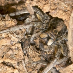 Tasmanicosa sp. (genus) at Ainslie, ACT - 24 Aug 2018