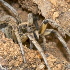 Tasmanicosa sp. (genus) at Ainslie, ACT - 24 Aug 2018 05:07 PM