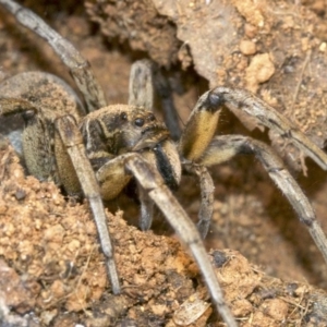 Tasmanicosa sp. (genus) at Ainslie, ACT - 24 Aug 2018