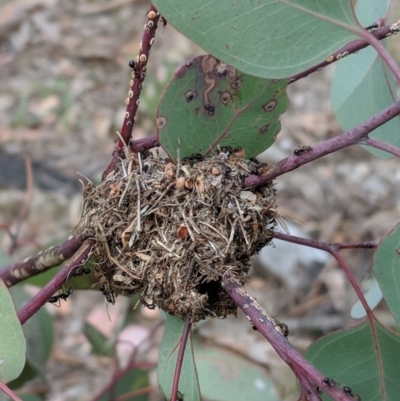 Papyrius nitidus (Shining Coconut Ant) at Red Hill, ACT - 27 Nov 2018 by JackyF