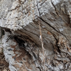 Papyrius nitidus at Hughes, ACT - suppressed