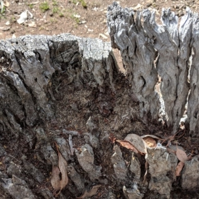 Papyrius nitidus (Shining Coconut Ant) at Red Hill, ACT - 27 Nov 2018 by JackyF