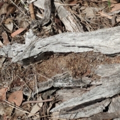 Papyrius nitidus at Red Hill, ACT - 27 Nov 2018