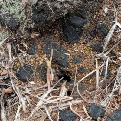 Papyrius nitidus (Shining Coconut Ant) at Red Hill, ACT - 27 Nov 2018 by JackyF