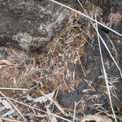 Papyrius nitidus at Red Hill, ACT - 27 Nov 2018