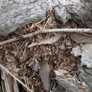 Papyrius nitidus at Red Hill, ACT - 27 Nov 2018