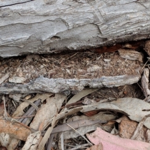 Papyrius nitidus at Red Hill, ACT - 27 Nov 2018