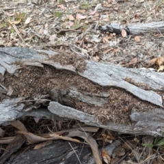 Papyrius nitidus (Shining Coconut Ant) at Red Hill, ACT - 27 Nov 2018 by JackyF