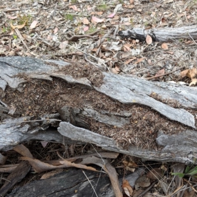 Papyrius nitidus (Shining Coconut Ant) at Red Hill, ACT - 27 Nov 2018 by JackyF
