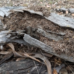 Papyrius nitidus at Red Hill, ACT - suppressed