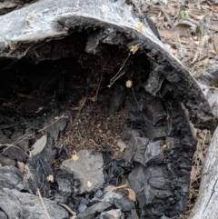 Papyrius nitidus at Red Hill, ACT - suppressed