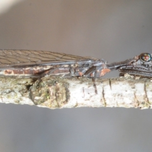 Mantispidae (family) at Dunlop, ACT - 25 Nov 2018