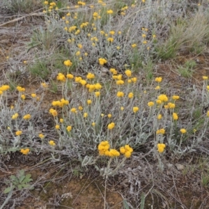 Chrysocephalum apiculatum at Mitchell, ACT - 22 Nov 2018 04:41 PM