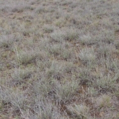 Calocephalus citreus at Mitchell, ACT - 22 Nov 2018 05:09 PM