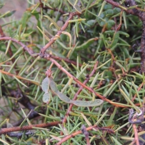 Acacia ulicifolia at Mitchell, ACT - 22 Nov 2018