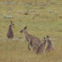Macropus giganteus (Eastern Grey Kangaroo) at Mitchell, ACT - 22 Nov 2018 by MichaelBedingfield