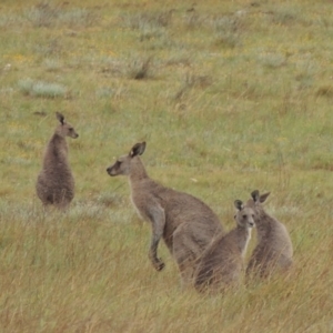 Macropus giganteus at Mitchell, ACT - 22 Nov 2018 05:42 PM