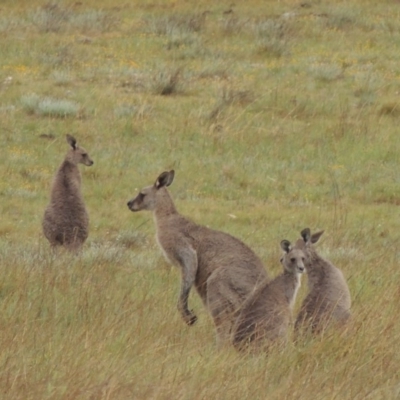 Macropus giganteus (Eastern Grey Kangaroo) at Mitchell, ACT - 22 Nov 2018 by MichaelBedingfield
