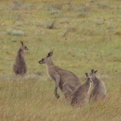 Macropus giganteus (Eastern Grey Kangaroo) at Mitchell, ACT - 22 Nov 2018 by michaelb