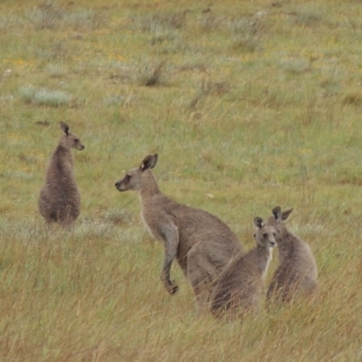 Macropus giganteus (Eastern Grey Kangaroo) at Crace Grasslands - 22 Nov 2018 by michaelb