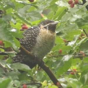 Eudynamys orientalis at Curtin, ACT - 28 Nov 2018