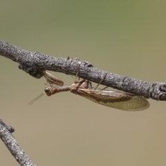 Mantispidae (family) (Unidentified mantisfly) at Red Hill Nature Reserve - 27 Nov 2018 by roymcd