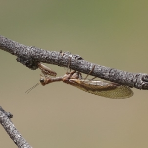 Mantispidae (family) at Red Hill, ACT - 27 Nov 2018