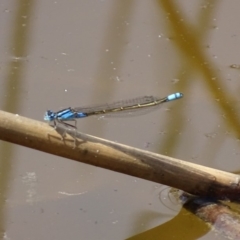 Ischnura heterosticta (Common Bluetail Damselfly) at Paddys River, ACT - 23 Oct 2018 by roymcd