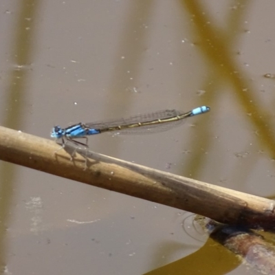 Ischnura heterosticta (Common Bluetail Damselfly) at Paddys River, ACT - 23 Oct 2018 by roymcd