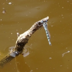 Austrolestes annulosus (Blue Ringtail) at Paddys River, ACT - 23 Oct 2018 by roymcd