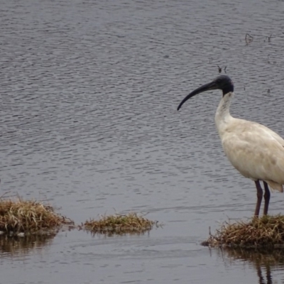 Threskiornis molucca (Australian White Ibis) at Jerrabomberra Wetlands - 10 Oct 2018 by roymcd