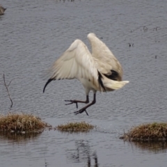 Threskiornis molucca at Fyshwick, ACT - 10 Oct 2018