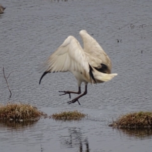 Threskiornis molucca at Fyshwick, ACT - 10 Oct 2018