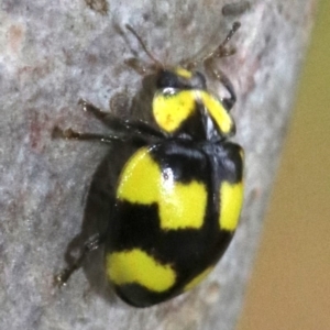 Illeis galbula at Ainslie, ACT - 28 Nov 2018 03:32 PM