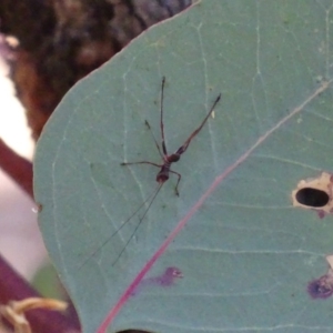 Torbia viridissima at Red Hill, ACT - 28 Oct 2018