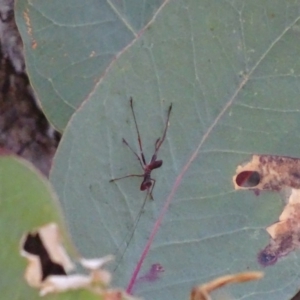 Torbia viridissima at Red Hill, ACT - 28 Oct 2018