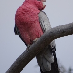 Eolophus roseicapilla (Galah) at Garran, ACT - 29 Oct 2018 by roymcd