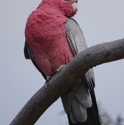 Eolophus roseicapilla (Galah) at Garran, ACT - 29 Oct 2018 by roymcd
