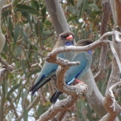 Eurystomus orientalis (Dollarbird) at Garran, ACT - 17 Oct 2018 by roymcd