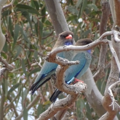 Eurystomus orientalis (Dollarbird) at Garran, ACT - 17 Oct 2018 by roymcd