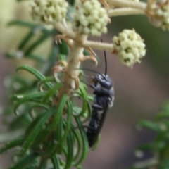 Pompilidae (family) at Tura Beach, NSW - 24 Nov 2018 10:43 AM