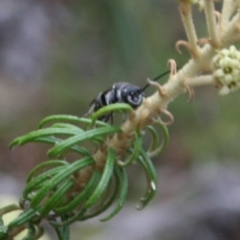 Pompilidae (family) at Tura Beach, NSW - 24 Nov 2018 10:43 AM