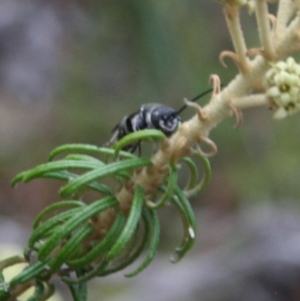 Pompilidae (family) at Tura Beach, NSW - 24 Nov 2018 10:43 AM