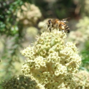 Apis mellifera at Tura Beach, NSW - 24 Nov 2018 11:06 AM