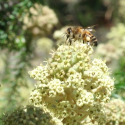 Apis mellifera (European honey bee) at Tura Beach, NSW - 24 Nov 2018 by StarHair