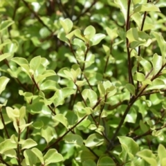 Pittosporum tenuifolium (Kohuhu) at Wamboin, NSW - 29 Nov 2018 by Varanus