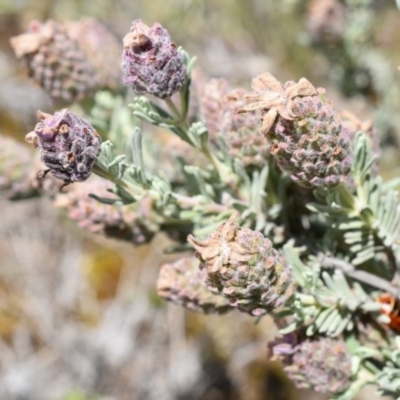 Lavandula stoechas (Spanish Lavender or Topped Lavender) at Bywong, NSW - 29 Nov 2018 by Varanus