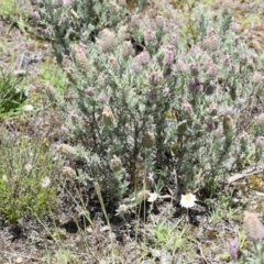 Lavandula stoechas at Bywong, NSW - 29 Nov 2018 12:48 PM