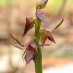 Corunastylis filiforme (Glandular Midge Orchid) at Booderee National Park - 14 Nov 2018 by NikkiB